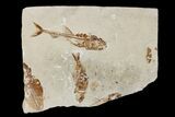 Cretaceous Fossil Fish Association - Hakel, Lebanon #173176-1
